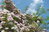 20110621-dsc_0398.jpg