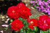 20110621-dsc_0401.jpg